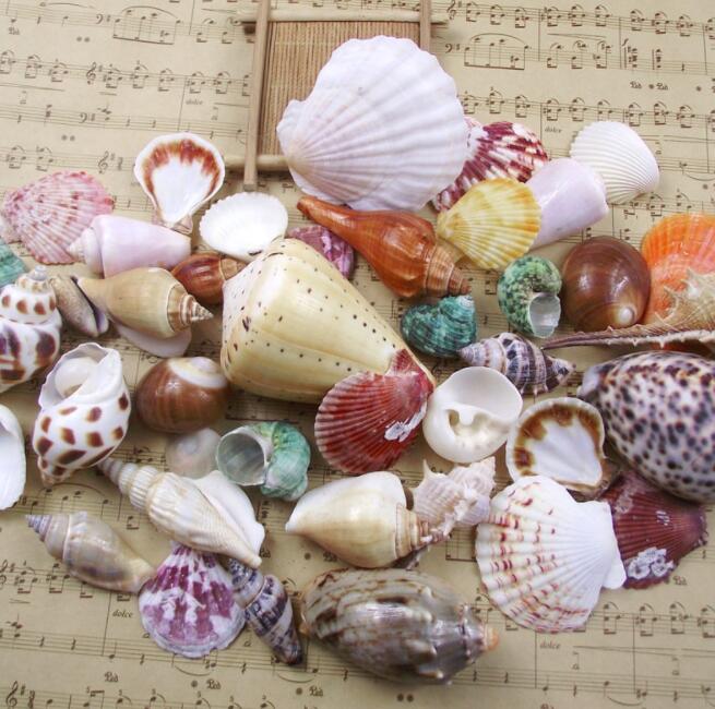 Trumpet Shell Beads
